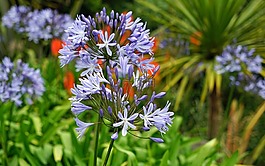 agapanthus,紫色的花,珠寶百合溫室