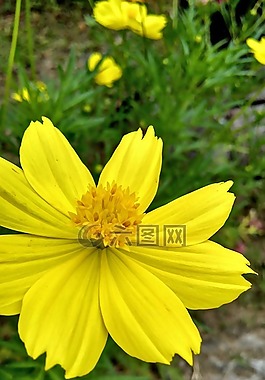 黃色,綠色,自然
