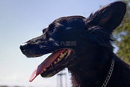 狗,情人,動(dòng)物