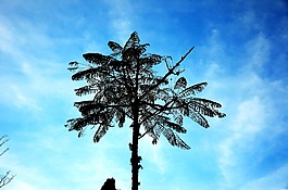 天空,藍色,樹