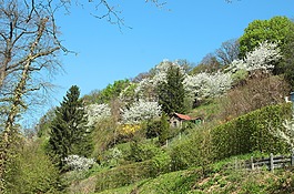 性質(zhì),樹,景觀