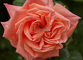 花,粉色,花園