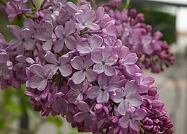 花,丁香,紫色