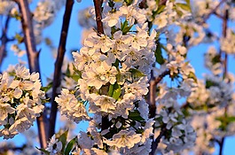 花卉,春天,春天的花朵