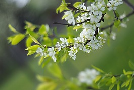 樹(shù),花,綠色