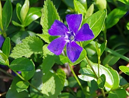 pervenche,紫,藍(lán)色的花