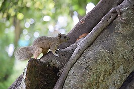 松鼠,公園的培訓(xùn),豎起的羽毛