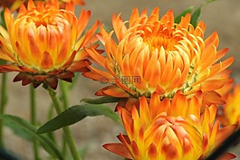 秸稈花,復合材料,法國