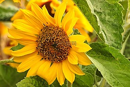 太陽(yáng)花,開花,黃色