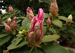 花,芽,杜鵑