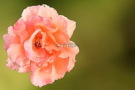 玫瑰,開花,三文魚