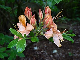 金銀花,花,開花