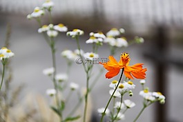 花,橙色,白
