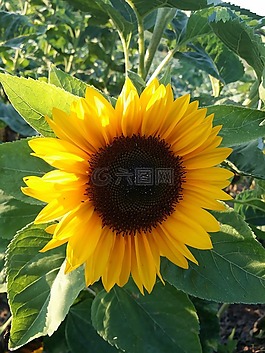 太陽花,夏季,黃色