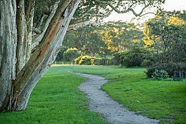 公園,樹(shù),草