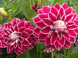 非洲菊,鮮花,粉紅色