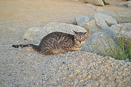 貓,流浪貓,動物