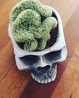 腦,仙人掌,頭骨