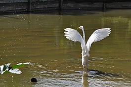 鳥,池塘,性質(zhì)