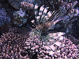 rotfreuerfisch,海,水下