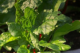 甜菜,葉子,蔬菜