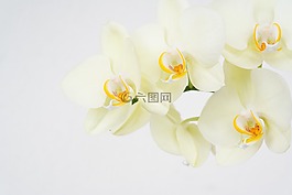 鮮花,蘭花,floreal