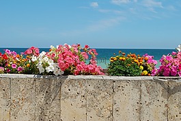 海,顏色,鮮花