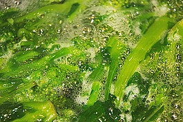 绿色,沸腾,萝卜青菜