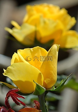 羅莎,黃,花