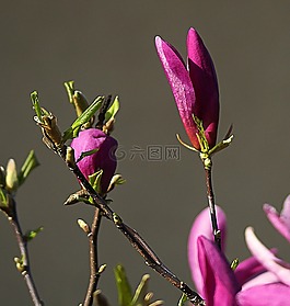 白玉蘭,花,玉蘭花