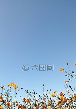 碧落,大自然,鮮花