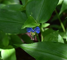 亞洲跖,公鴨跖草,野花