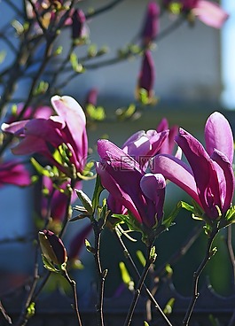 白玉蘭,花,玉蘭花