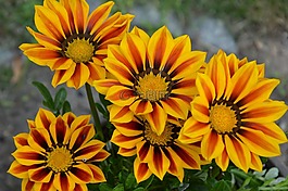 花,黃色紅色,太陽