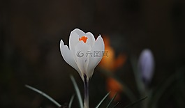 藏紅花,花,春天