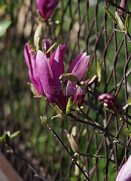 白玉蘭,花,玉蘭花