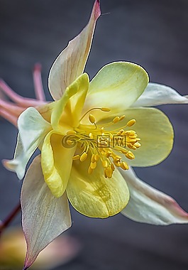 鴿的,花,開花