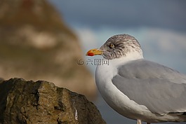 海鷗,鳥,海岸