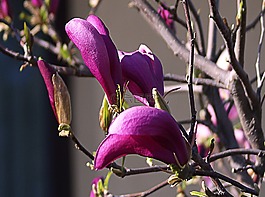 白玉蘭,花,玉蘭花