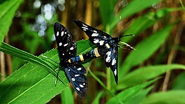 蝴蝶,昆蟲(chóng),大自然