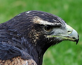 灰鷹鷲,捕食鳥,獵物