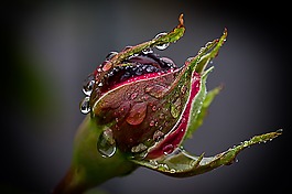 玫瑰,雨,滴