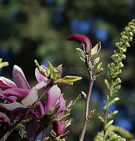 白玉蘭,花,玉蘭花