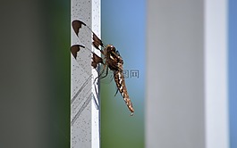 昆蟲,蜻蜓,自然