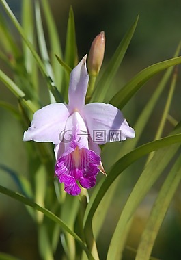 花,蘭花,性質(zhì)