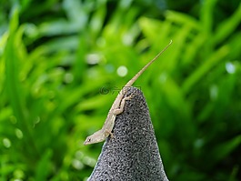 anolis,蜥蜴,动物