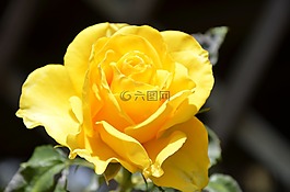 羅莎,黃色花,性質(zhì)