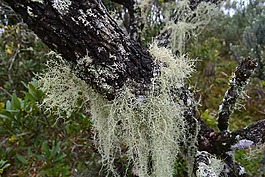 青苔,植被,性質(zhì)