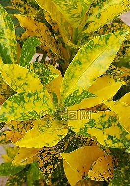 黃色,植物,花