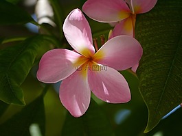 花,佛羅里達(dá)州,性質(zhì)